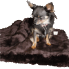 Tiger Dreamz Blanket - Small - Ice Bear