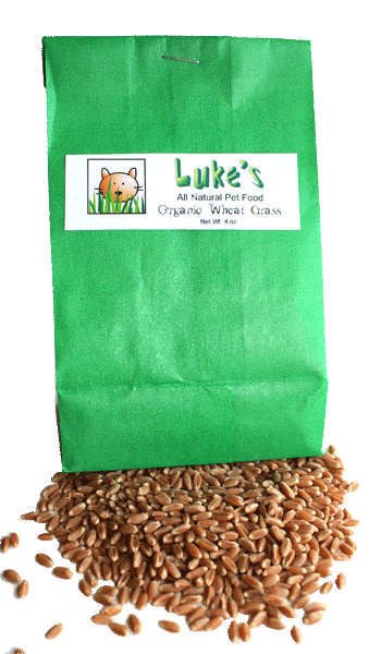 Organic Wheat Grass Seeds in a Paper Bag 4 oz
