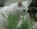 Luke's All Natural Pet Food Dog and Cat Photo Gallery