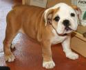 Luke's All Natural Pet Food Dog and Cat Photo Gallery