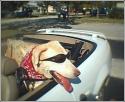 Luke's All Natural Pet Food Dog and Cat Photo Gallery