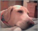 Luke's All Natural Pet Food Dog and Cat Photo Gallery