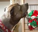 Luke's All Natural Pet Food Dog and Cat Photo Gallery