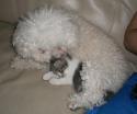 Luke's All Natural Pet Food Dog and Cat Photo Gallery