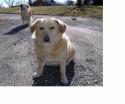 Luke's All Natural Pet Food Dog and Cat Photo Gallery