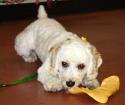 Luke's All Natural Pet Food Dog and Cat Photo Gallery