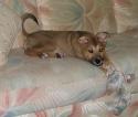Luke's All Natural Pet Food Dog and Cat Photo Gallery