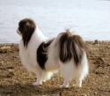 Luke's All Natural Pet Food Dog and Cat Photo Gallery