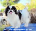 Luke's All Natural Pet Food Dog and Cat Photo Gallery