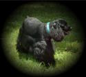 Luke's All Natural Pet Food Dog and Cat Photo Gallery