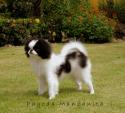 Luke's All Natural Pet Food Dog and Cat Photo Gallery