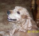 Luke's All Natural Pet Food Dog and Cat Photo Gallery