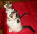 Luke's All Natural Pet Food Dog and Cat Photo Gallery