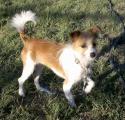 Luke's All Natural Pet Food Dog and Cat Photo Gallery