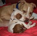 Luke's All Natural Pet Food Dog and Cat Photo Gallery
