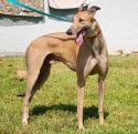Luke's All Natural Pet Food Dog and Cat Photo Gallery