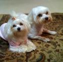 Luke's All Natural Pet Food Dog and Cat Photo Gallery