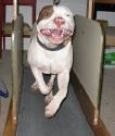 Luke's All Natural Pet Food Dog and Cat Photo Gallery