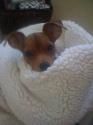 Luke's All Natural Pet Food Dog and Cat Photo Gallery