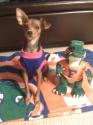 Luke's All Natural Pet Food Dog and Cat Photo Gallery