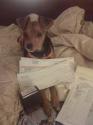 Luke's All Natural Pet Food Dog and Cat Photo Gallery