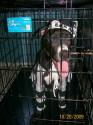 Luke's All Natural Pet Food Dog and Cat Photo Gallery