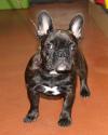 Luke's All Natural Pet Food Dog and Cat Photo Gallery