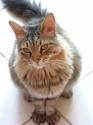 Luke's All Natural Pet Food Dog and Cat Photo Gallery