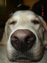 Luke's All Natural Pet Food Dog and Cat Photo Gallery