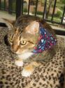 Luke's All Natural Pet Food Dog and Cat Photo Gallery