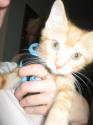 Luke's All Natural Pet Food Dog and Cat Photo Gallery