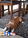 Luke's All Natural Pet Food Dog and Cat Photo Gallery