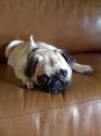 Luke's All Natural Pet Food Dog and Cat Photo Gallery