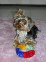 Luke's All Natural Pet Food Dog and Cat Photo Gallery