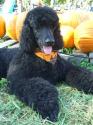 Luke's All Natural Pet Food Dog and Cat Photo Gallery