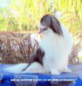Luke's All Natural Pet Food Dog and Cat Photo Gallery