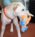 Luke's All Natural Pet Food Dog and Cat Photo Gallery
