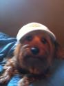 Luke's All Natural Pet Food Dog and Cat Photo Gallery