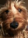 Luke's All Natural Pet Food Dog and Cat Photo Gallery