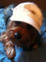 Luke's All Natural Pet Food Dog and Cat Photo Gallery