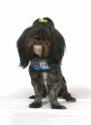 Luke's All Natural Pet Food Dog and Cat Photo Gallery