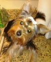 Luke's All Natural Pet Food Dog and Cat Photo Gallery