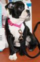 Luke's All Natural Pet Food Dog and Cat Photo Gallery