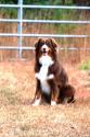Luke's All Natural Pet Food Dog and Cat Photo Gallery