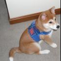 Luke's All Natural Pet Food Dog and Cat Photo Gallery