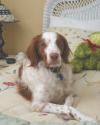 Luke's All Natural Pet Food Dog and Cat Photo Gallery