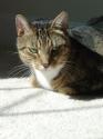 Luke's All Natural Pet Food Dog and Cat Photo Gallery