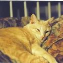 Luke's All Natural Pet Food Dog and Cat Photo Gallery
