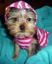 Luke's All Natural Pet Food Dog and Cat Photo Gallery