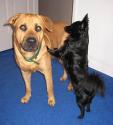 Luke's All Natural Pet Food Dog and Cat Photo Gallery